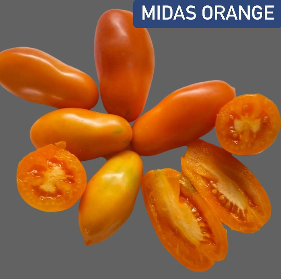 MIDAS ORANGE/WT41
