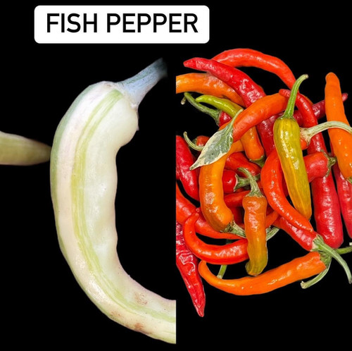 FISH PEPPER | Bokashi Mart