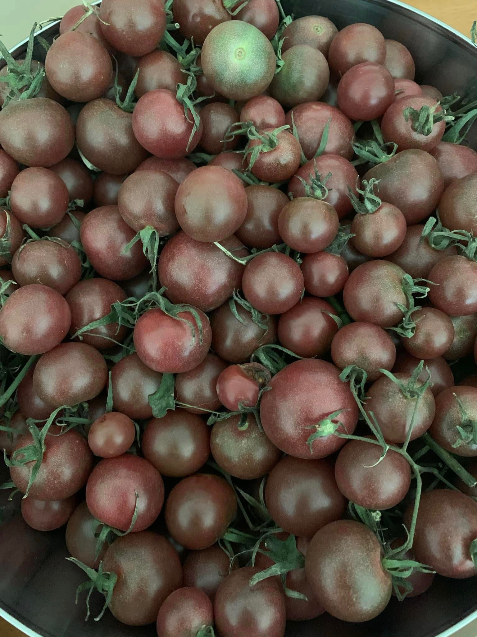 CHOCOLATE CHERRY/WT133