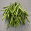 Thumbnail: NATIVE CLUSTER BEANS