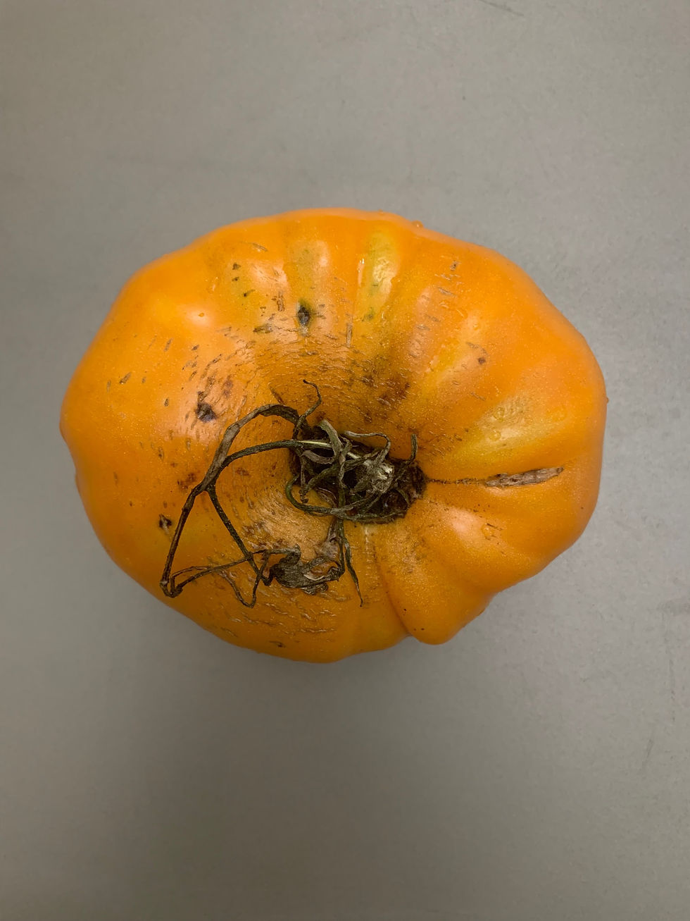 YELLOW BEEFSTEAK/WT122