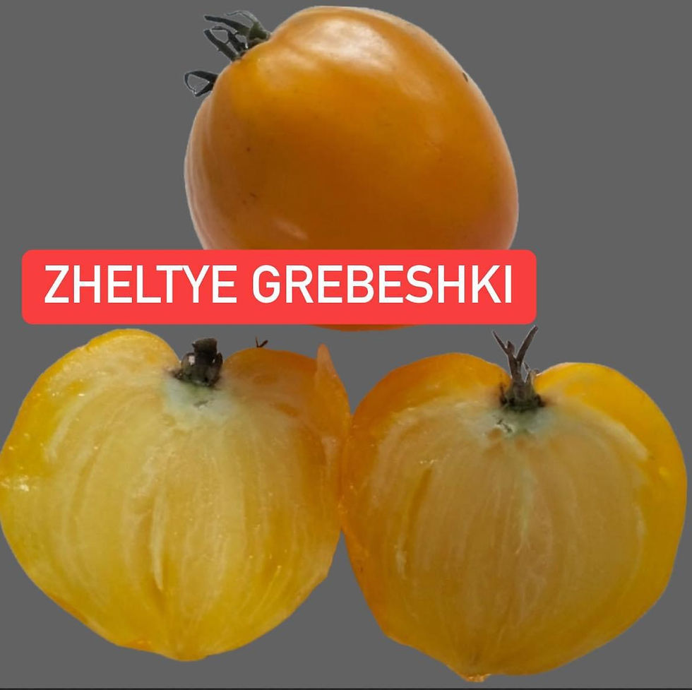 ZHELTYE GREBESHKI/WT53