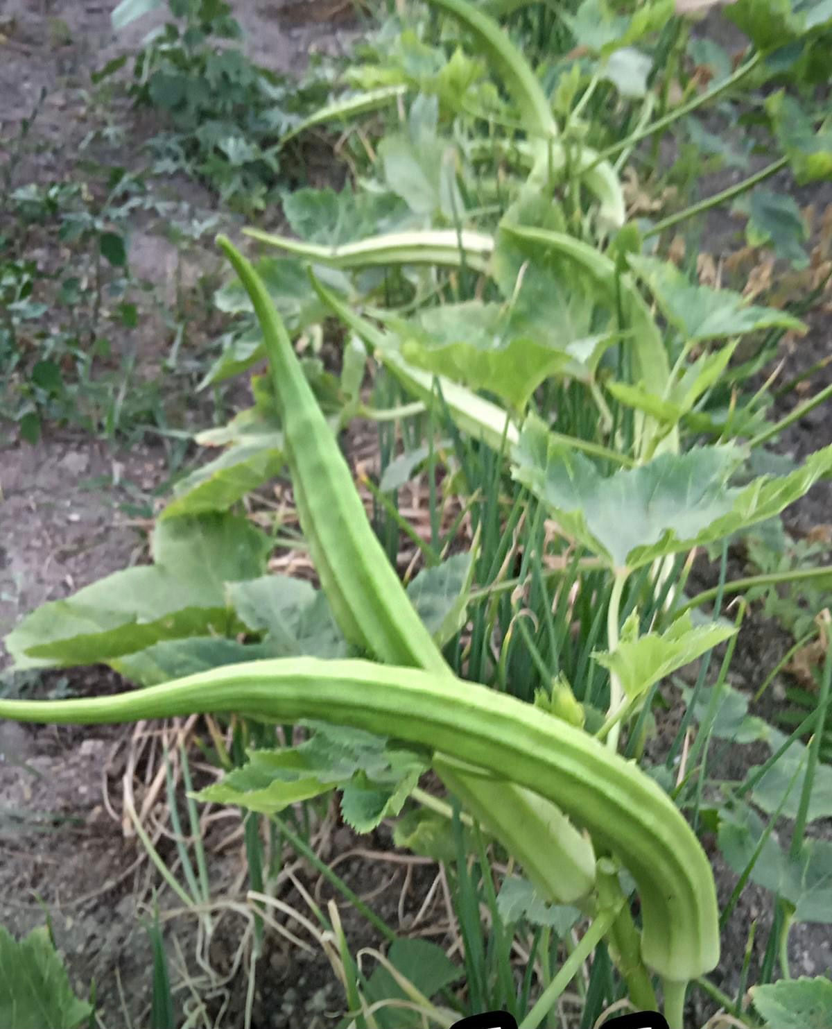 ELEPHANT TUSK OKRA
