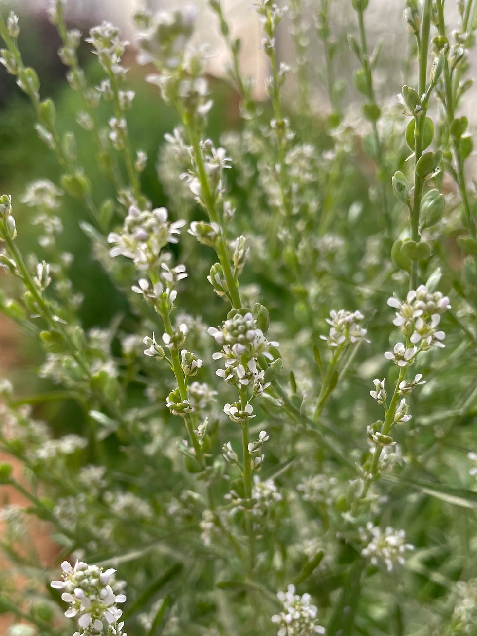 Thumbnail: GARDEN CRESS AKA HALIM SEEDS