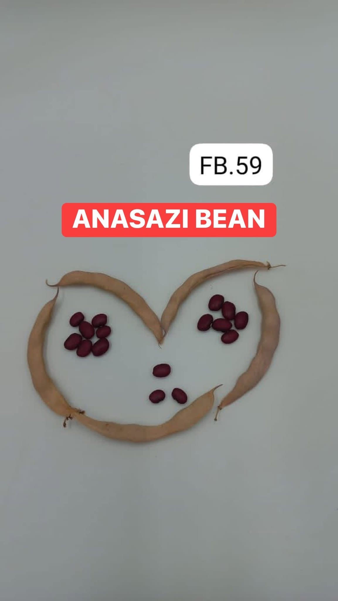 ANASAZI BEAN/FB-59