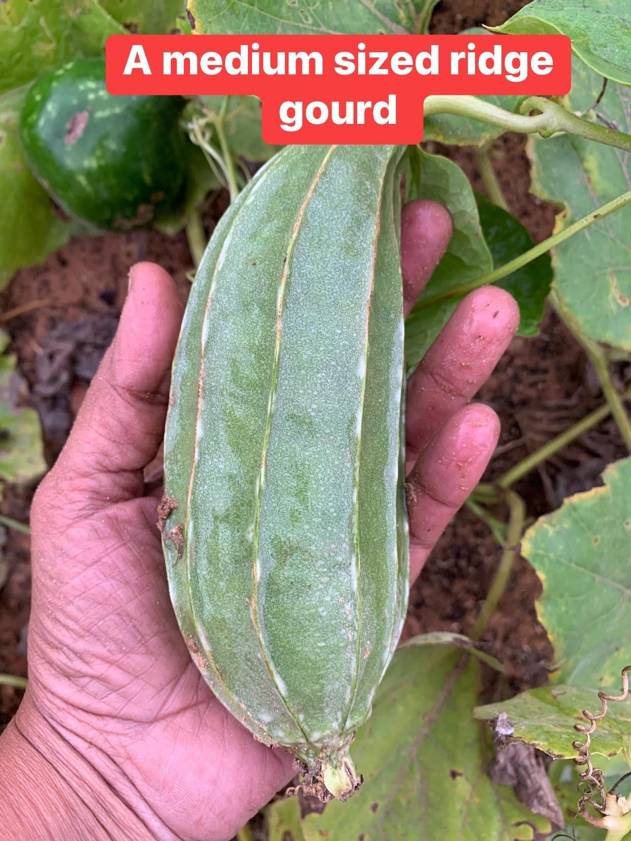 MEDIUM LONG RIDGE GOURD