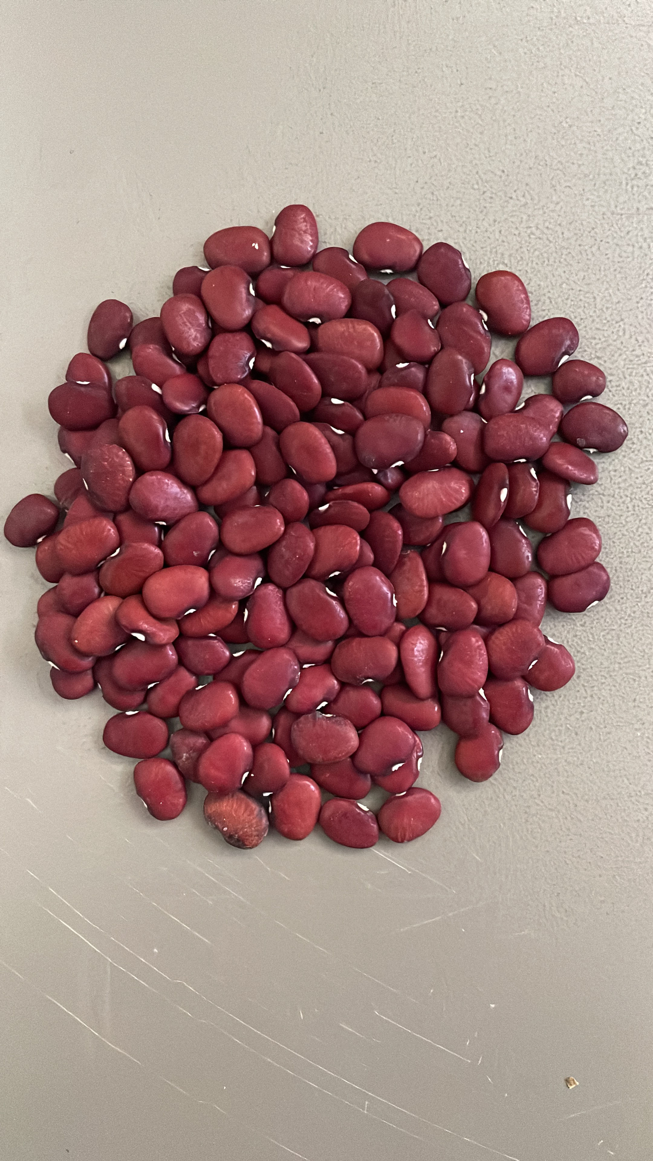 MAROON LIMA BEAN