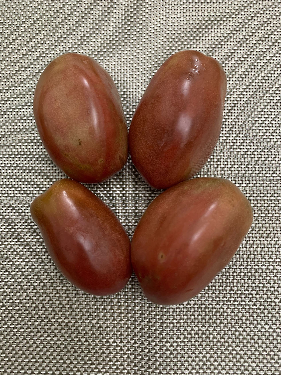 PURPLE RUSSIAN/WT173