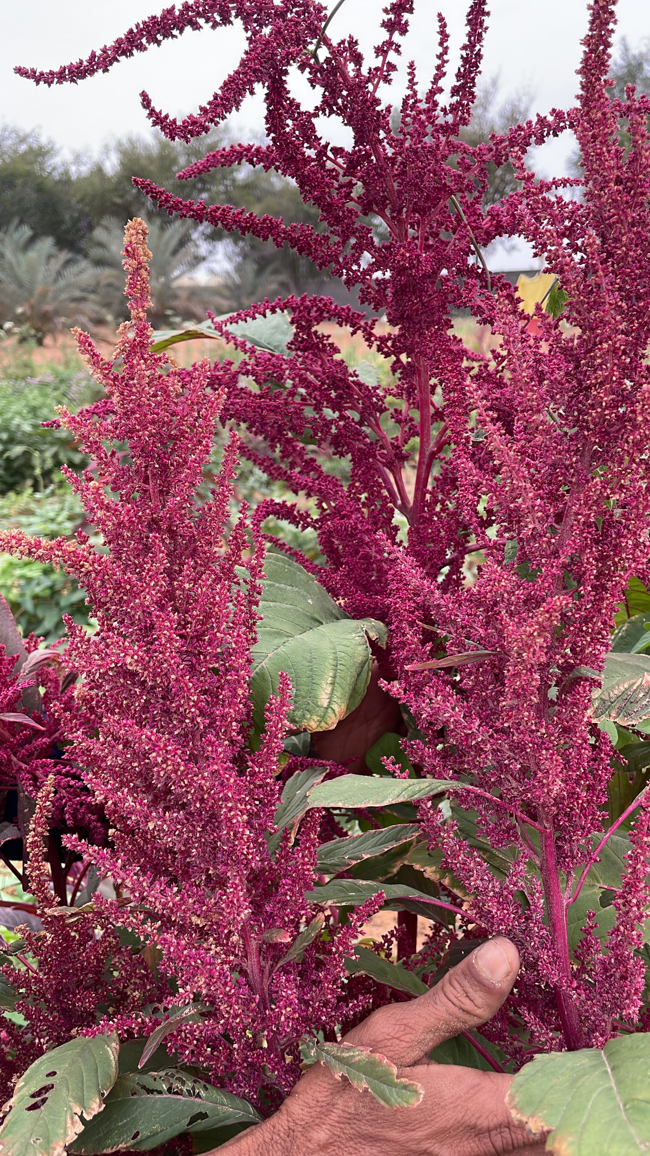 RENUSREE AMARANTH