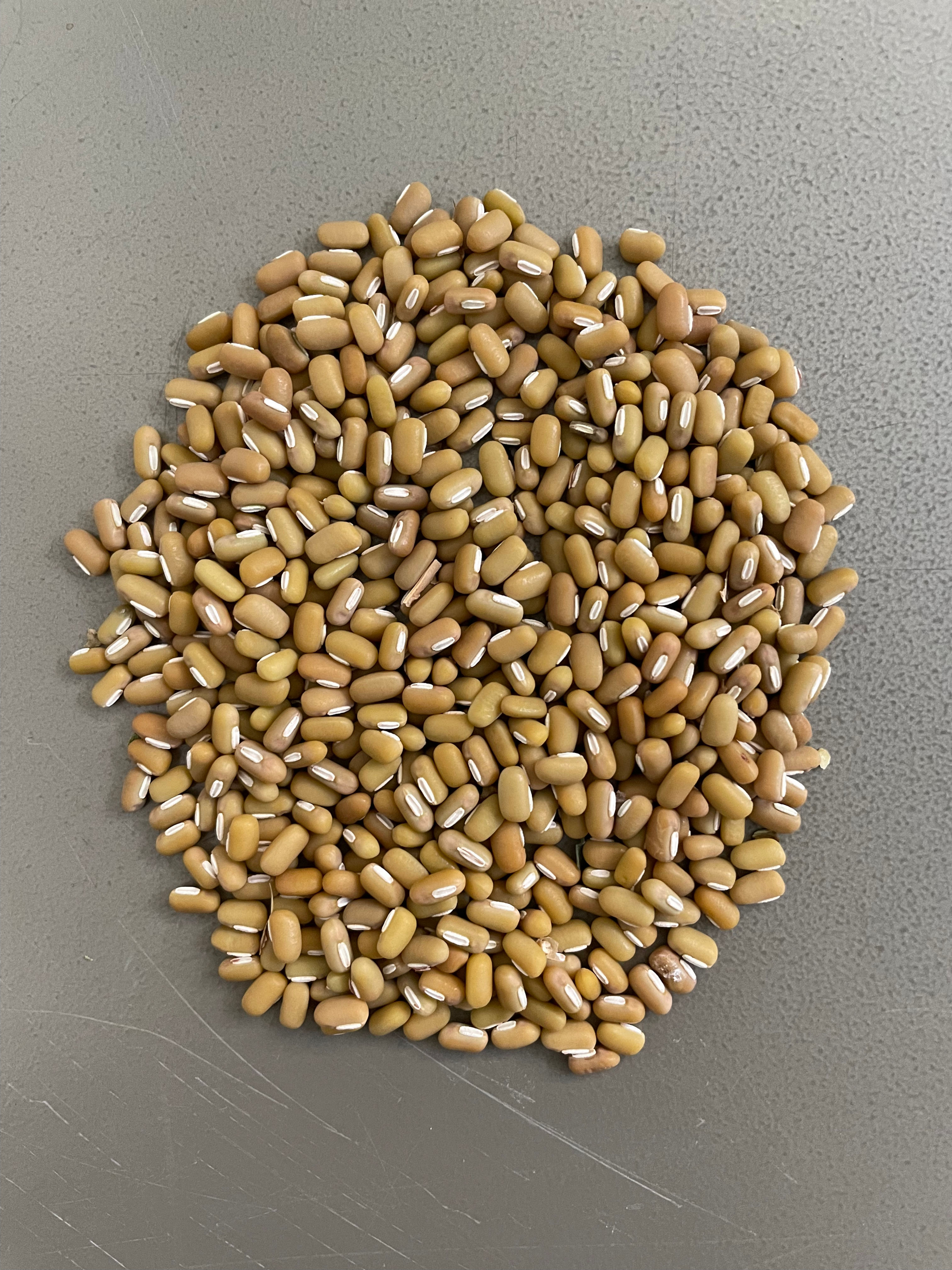 RICE BEAN