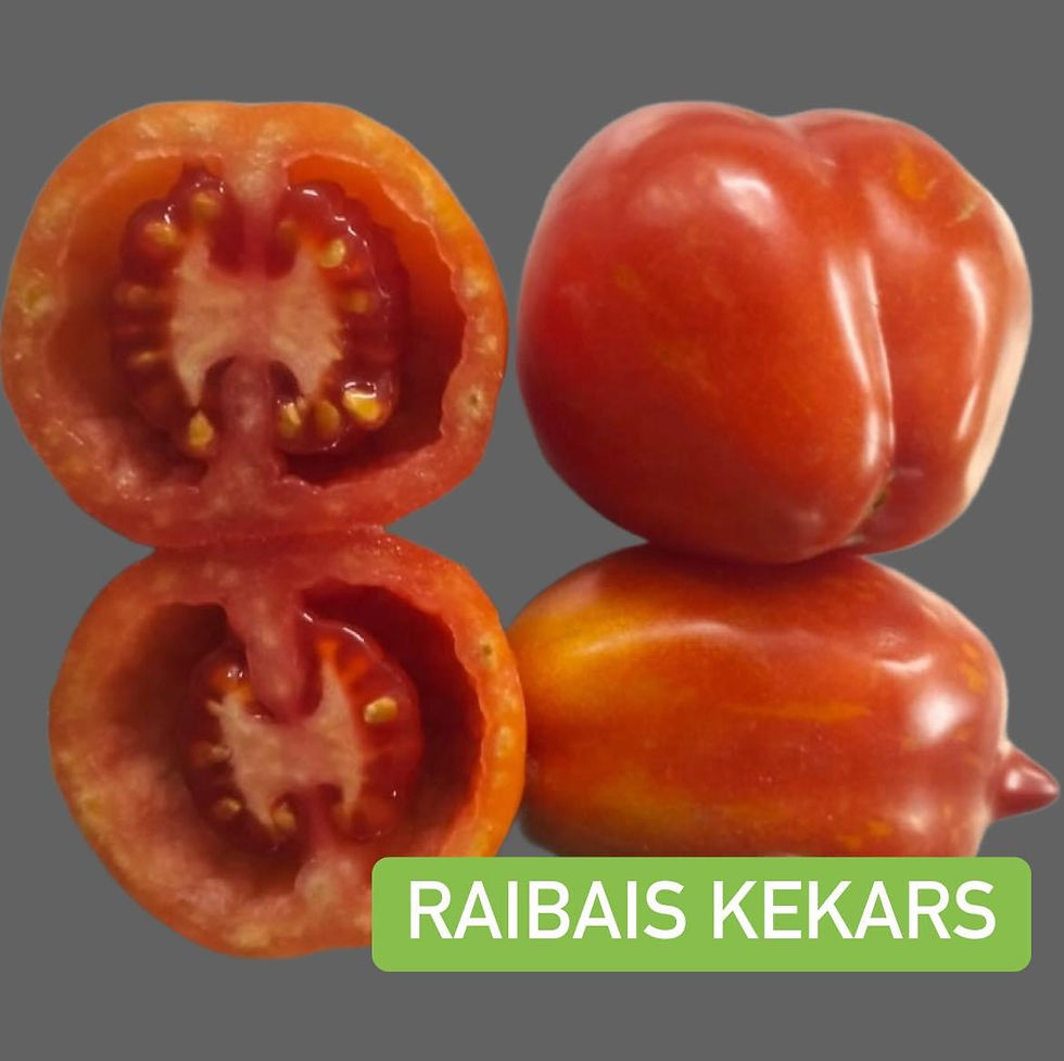 RAIBAIS KEKARS/WT60