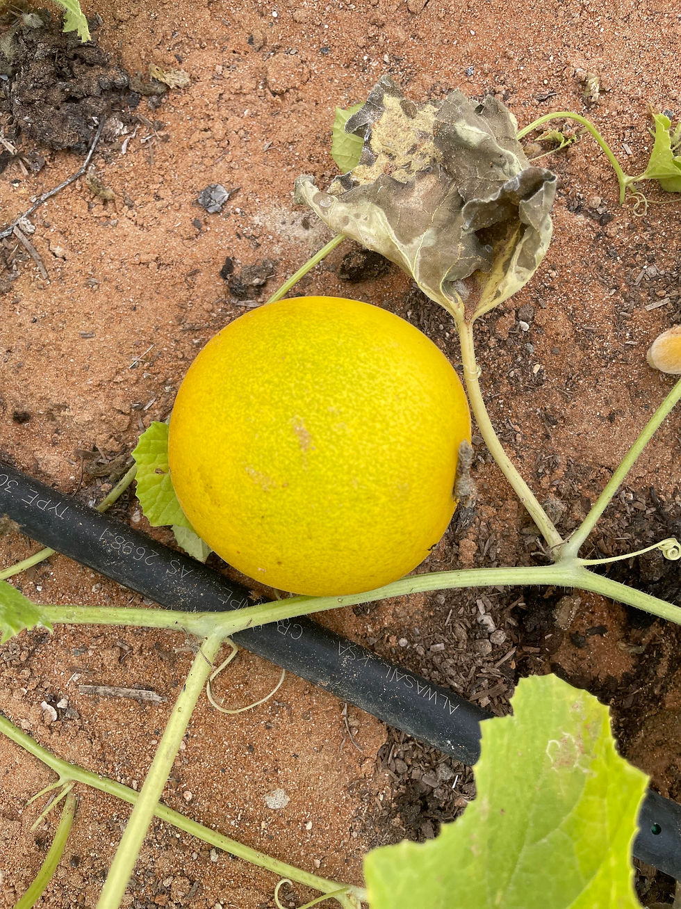 Thumbnail: MELON(MIXED VARIETIES)