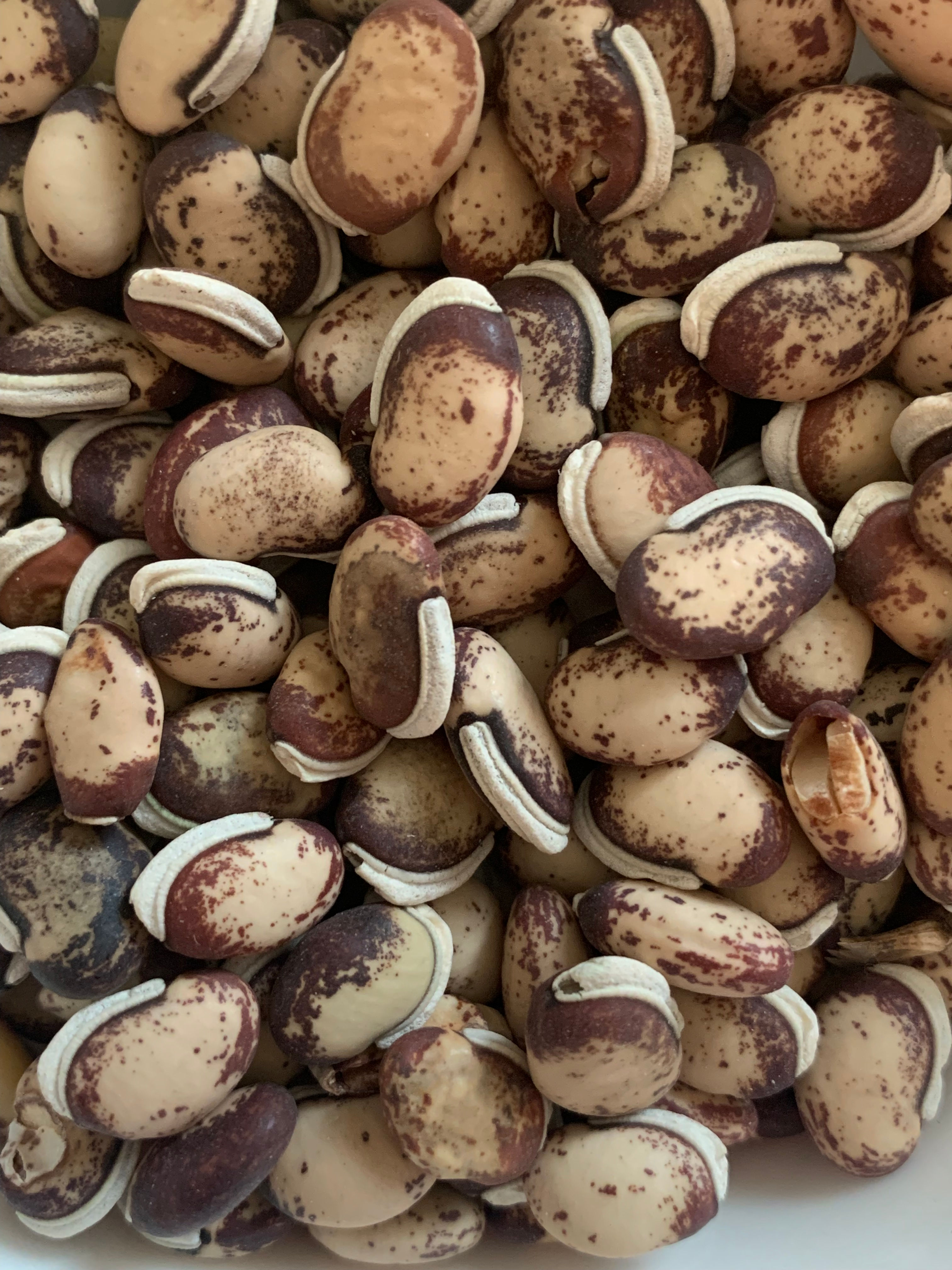 HYACINTH/FIELD BEAN STRIPED BUSH/FB78