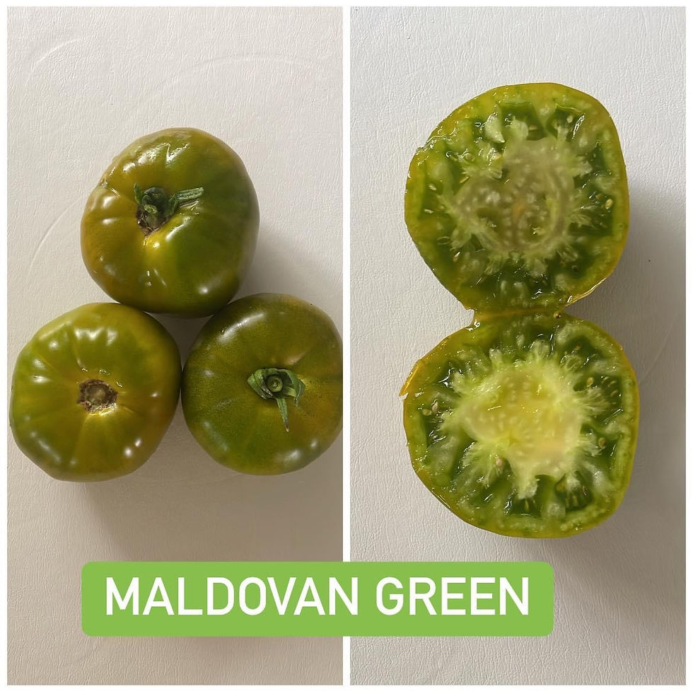 MOLDOVAN GREEN/WT269