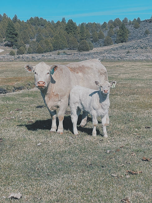 Charolais cow calf pair