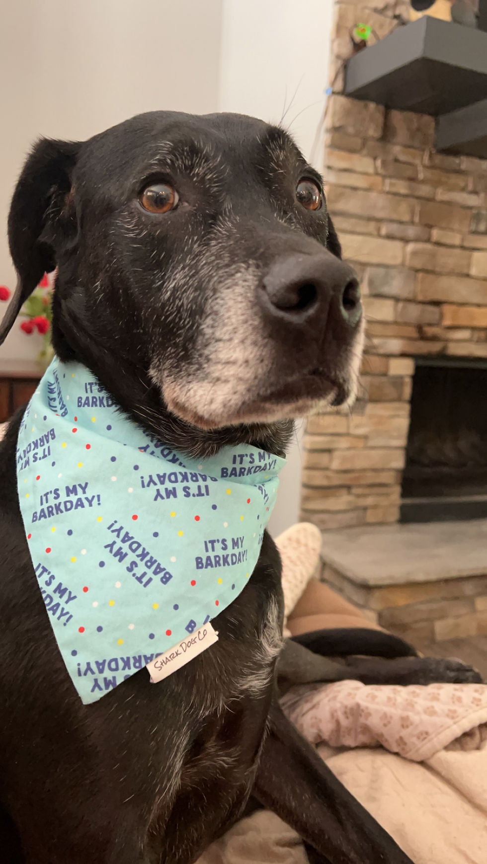 Thumbnail: Happy Barkday!