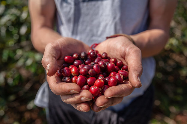 Cam+Coffee+Cherries+in+Hands.jpg