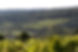 Weingarten am Manhartsberg. Landschaftsfoto.