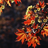 Autumn Leaves