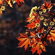 Autumn Leaves