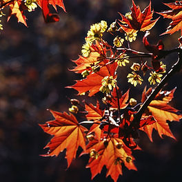 Hojas de otoño
