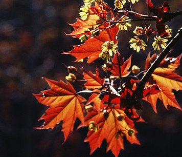 Autumn Leaves