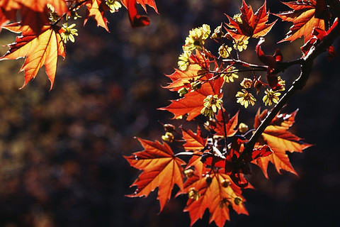 Autumn Leaves