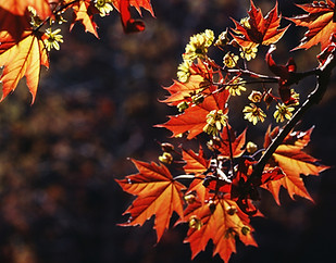 Autumn Leaves Close-Up