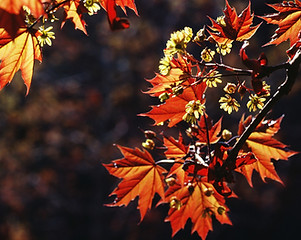 Autumn Leaves