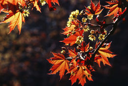 Foglie d'autunno