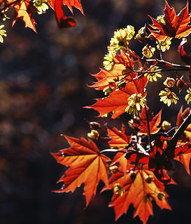Autumn Leaves