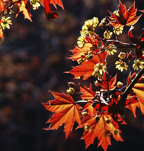 Red yellow gold flowers of colors with an Autumn background