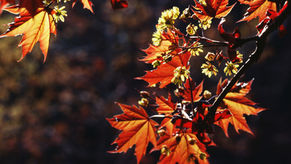 Accueillir l'automne