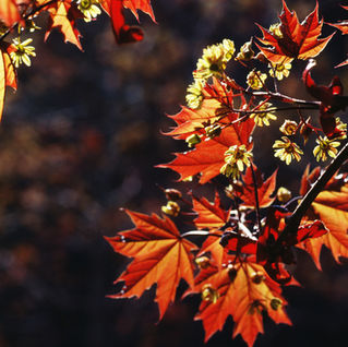 Autumn in Derbyshire: Events, Days Out & Things to Do in the Peak District