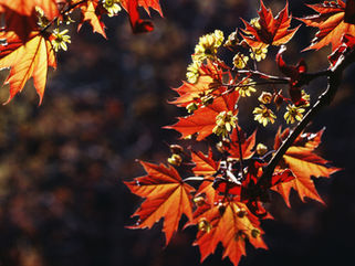 November Newsletter