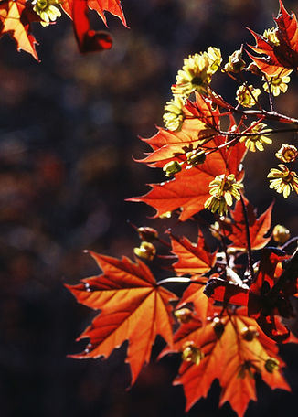Autumn Leaves