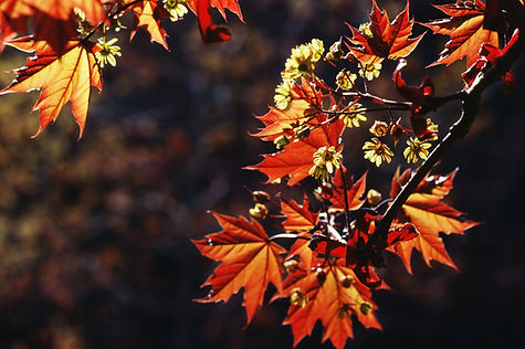 Foglie d'autunno
