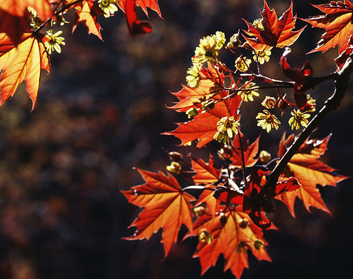 Qi Gong For Autumn with Wendy Fox