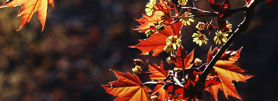 Changing Autumn Leaves