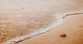 Shell in sand