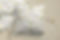 Fabric_Preview_WildflowersWhite_WEB.jpg