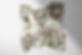 75 Cottage Floral Ivory 1 no leaf WEB.jpg