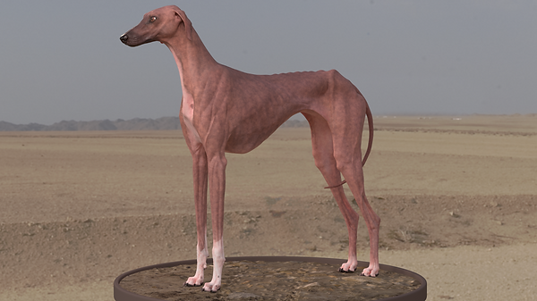skin_02_07_2020_2.png