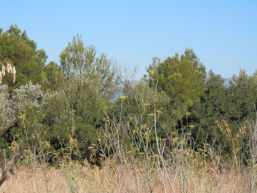 Solar en Colonia San Pere