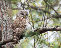 Barred Owl