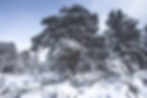 Granny Pine Scottish Highlands