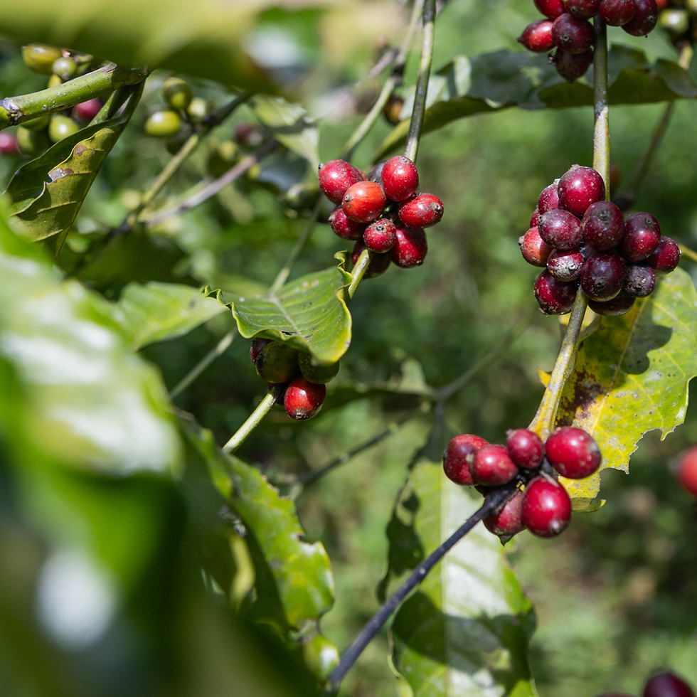 Thumbnail: Costa Rica | Double Washed | Catuai,Caturra