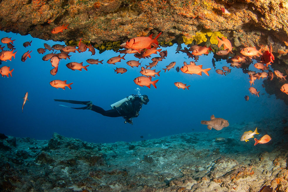 Diving in Rangiroa