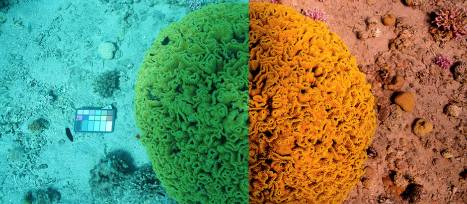 Our Algorithm Ranked No. 1 in Top CV Papers for 2020