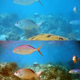 Underwater Single Image Color Restoration Using Haze-Lines and a New Quantitative Dataset